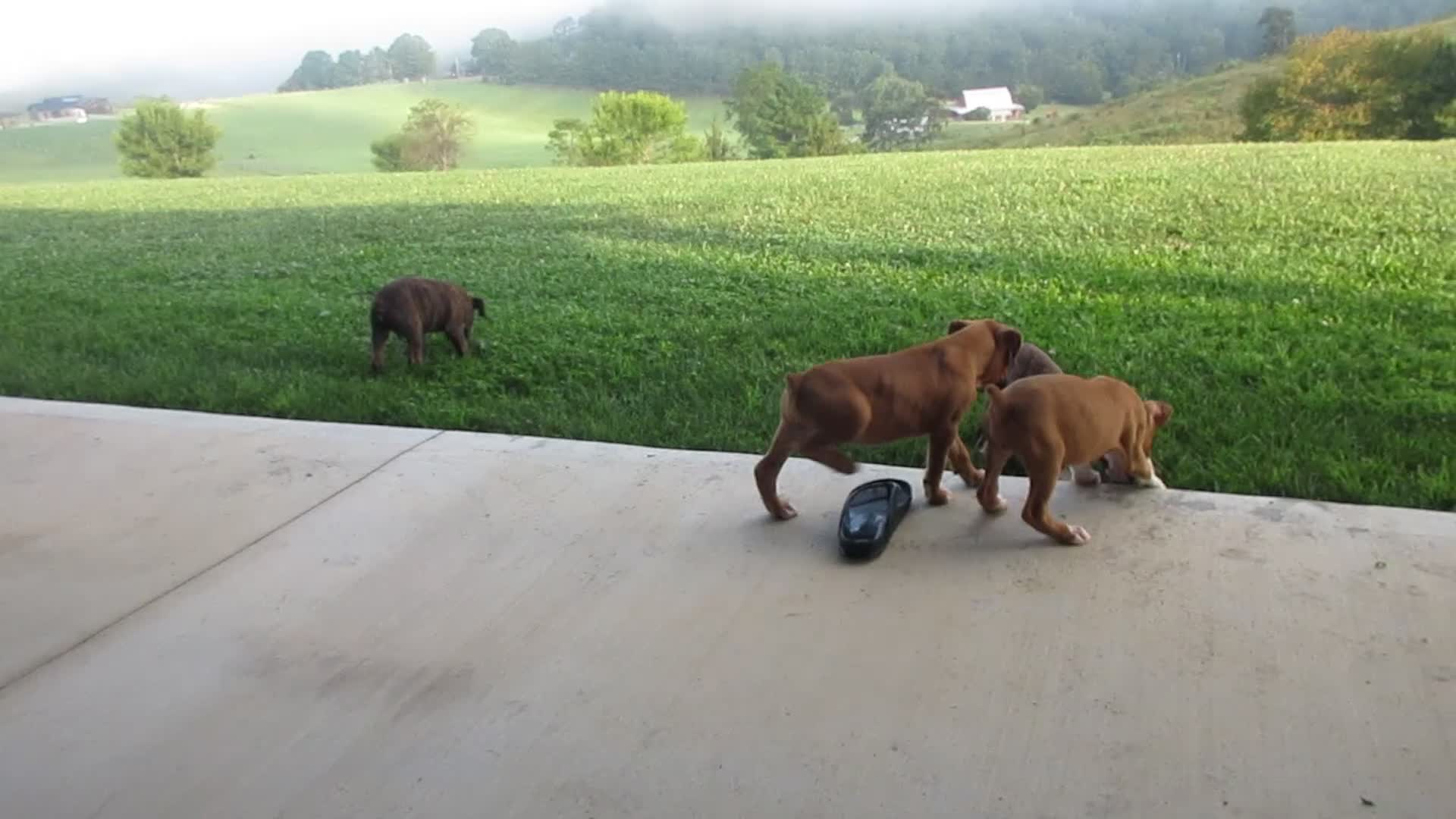 Boxer dogs for sale: Forrest - Video 2