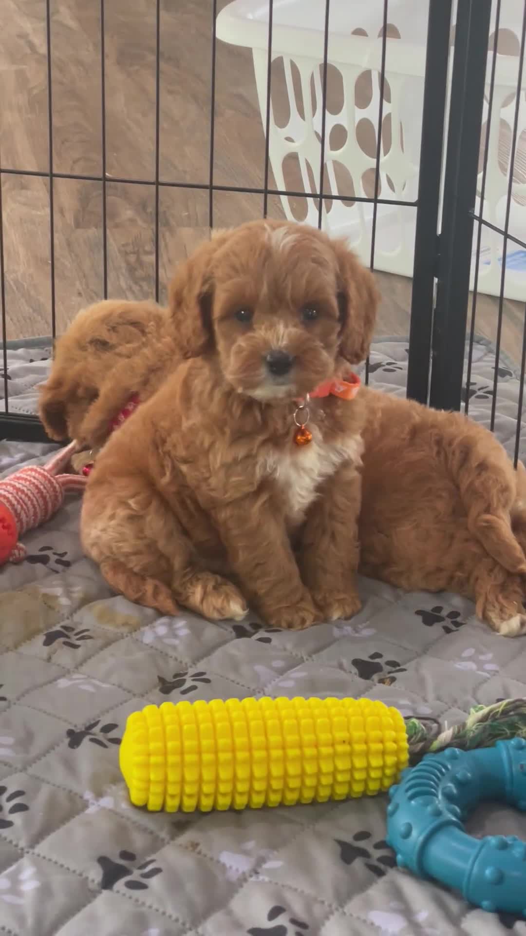 Mini Goldendoodle dogs for sale: Mr. Luigi - Video 1