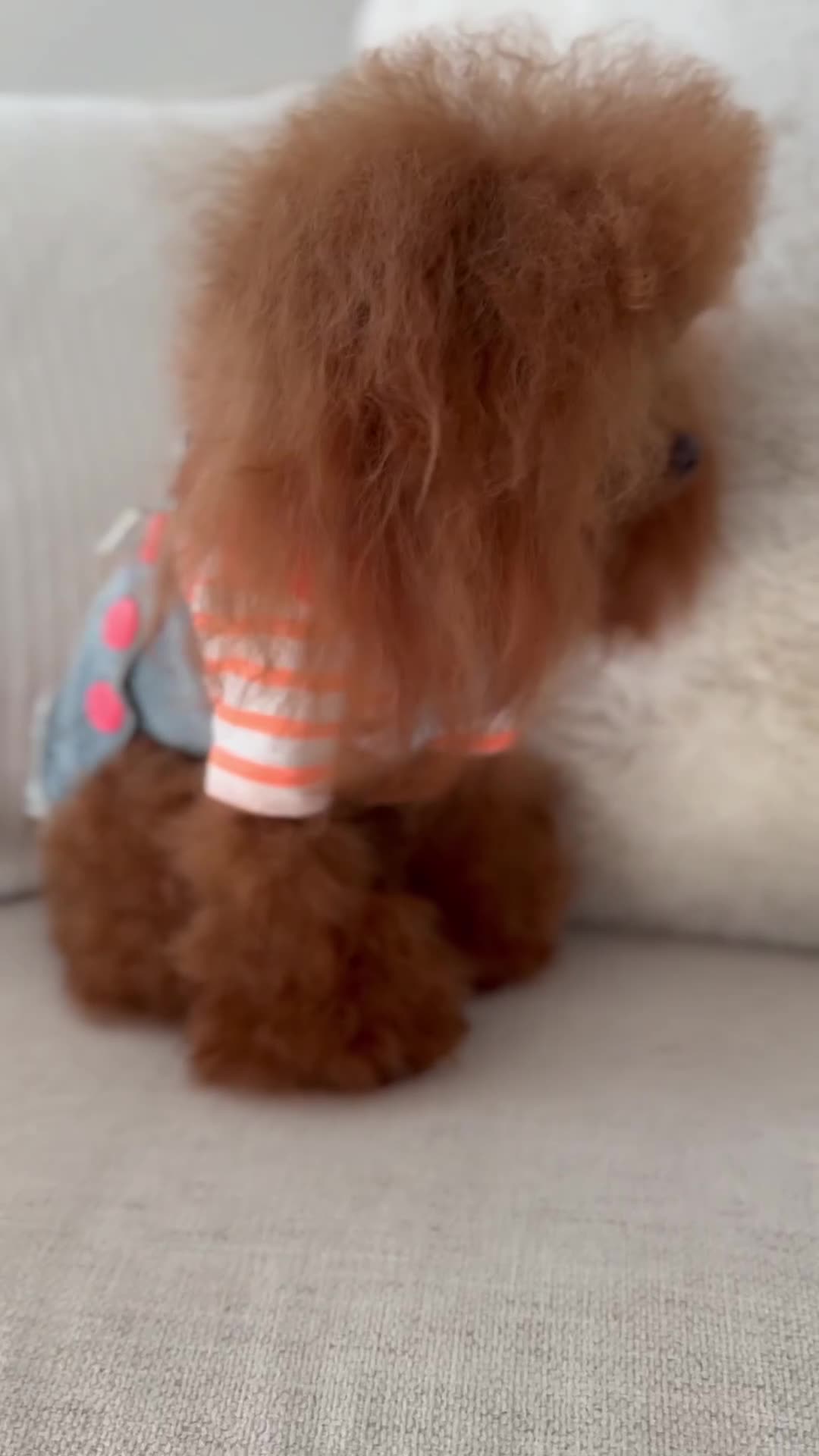 Toy Poodle dogs for sale: Penny- Teacup Poodle - Video 1