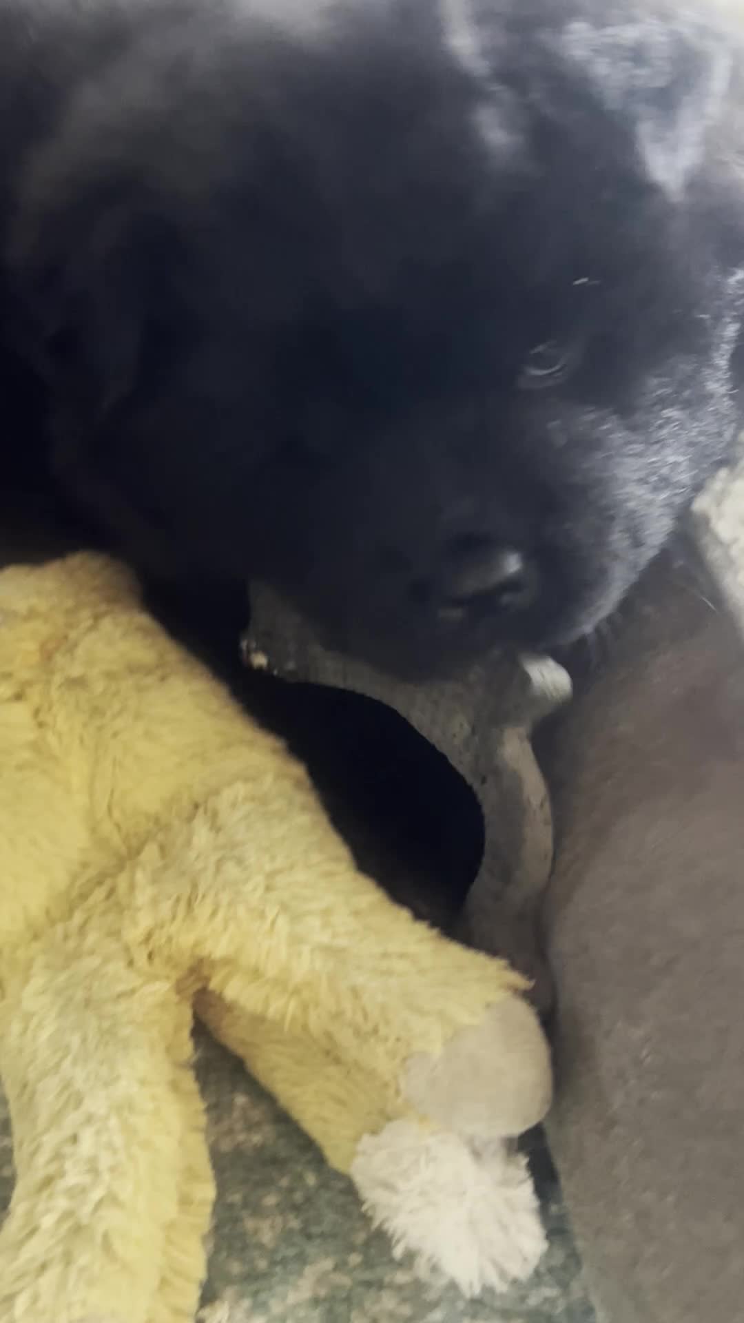 Chow Chow dogs for sale: #3 Ready for his new home 07/21/2026 - Video 1