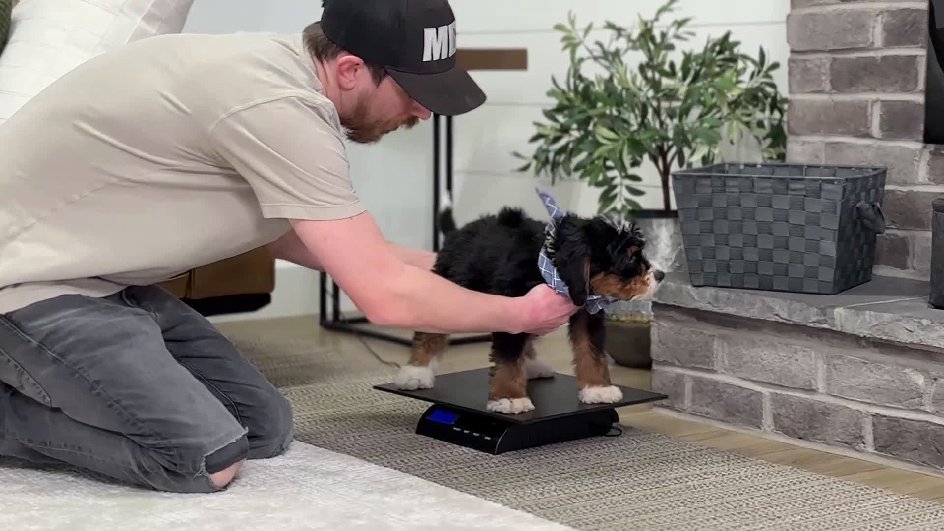 Mini Bernedoodle dogs for sale: Remi - Video 1