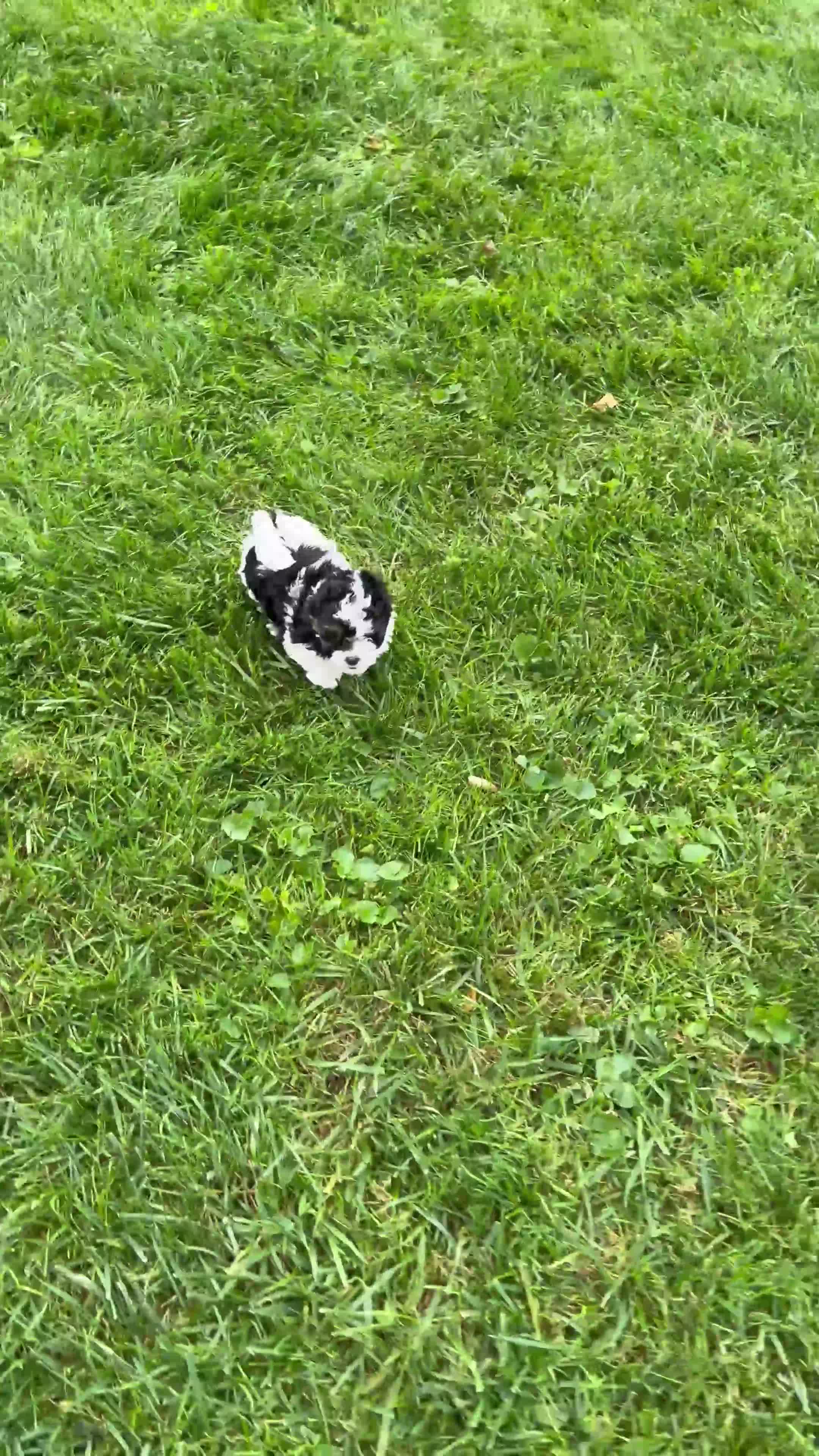 Havapoo dogs for sale: Duke - Video 1