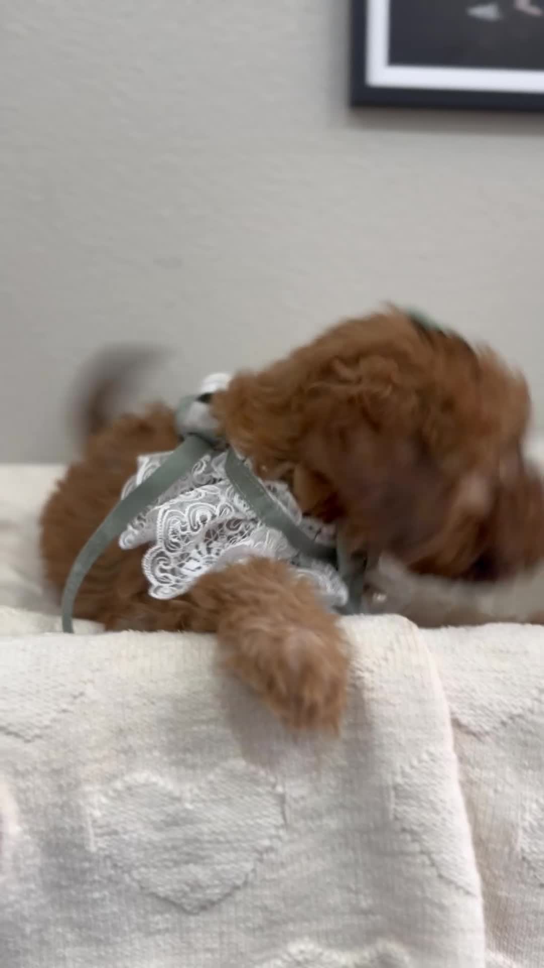 Mini Bernedoodle dogs for sale: Mini Bernedoodle Toffee-Yellow Collar - Video 1