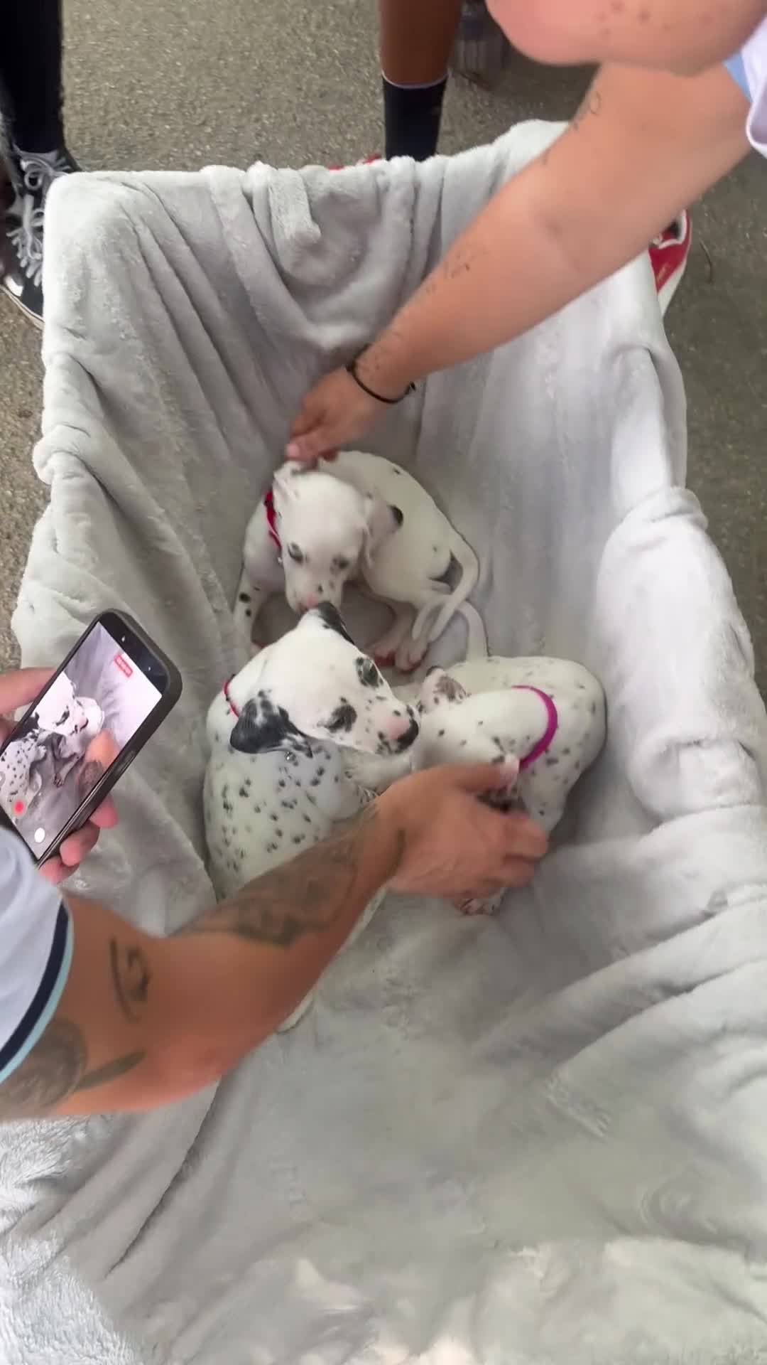 Dalmatian dogs for sale: Dalmatian 4 - Video 2