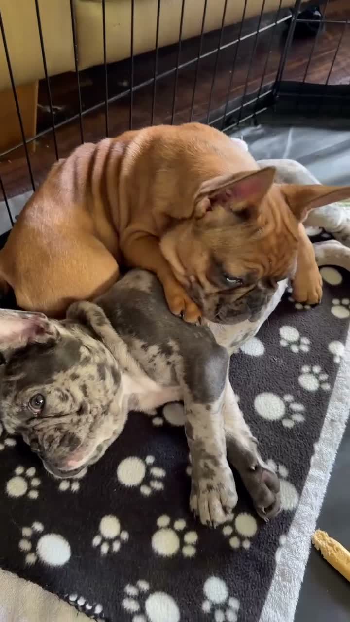 French Bulldog dogs for sale: Louie (Blue Merle) - Video 1