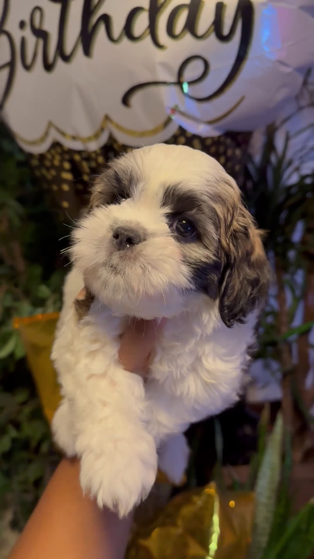 Shih Tzu dogs for sale: Shih Tzu Puppy 4 - Video 2