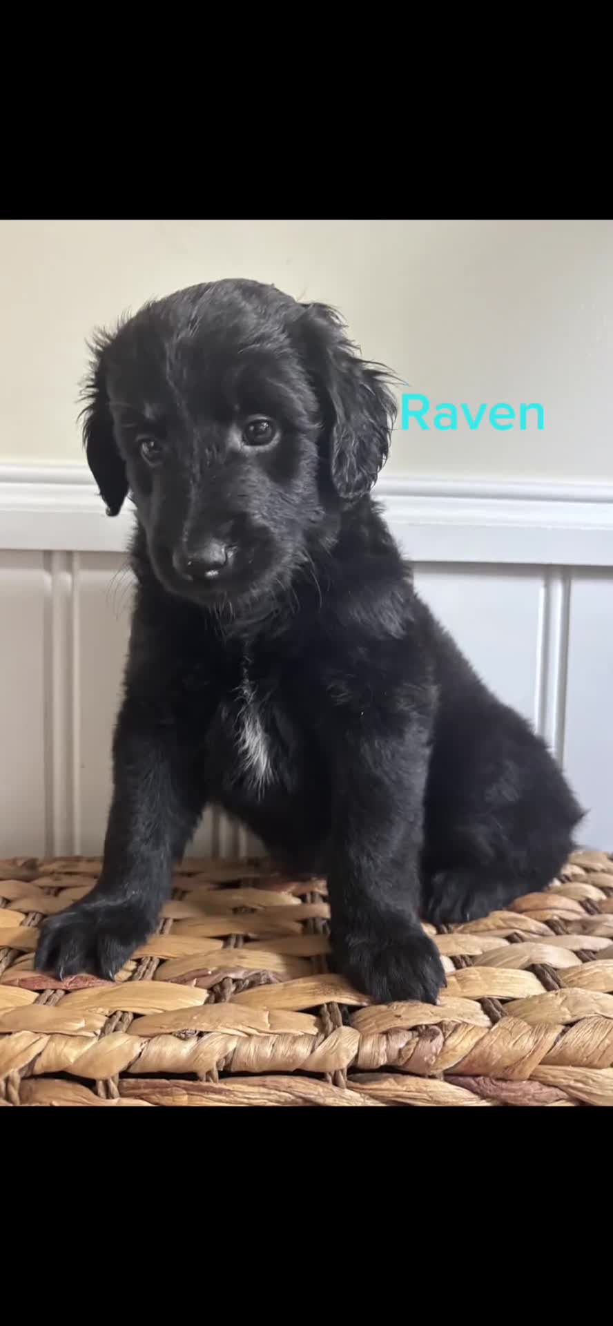 Labradoodle dogs for sale: Daisy  - Video 1