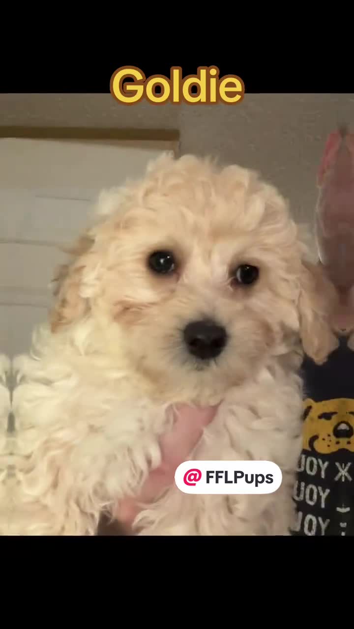 Bichpoo dogs for sale: Goldie - Video 1