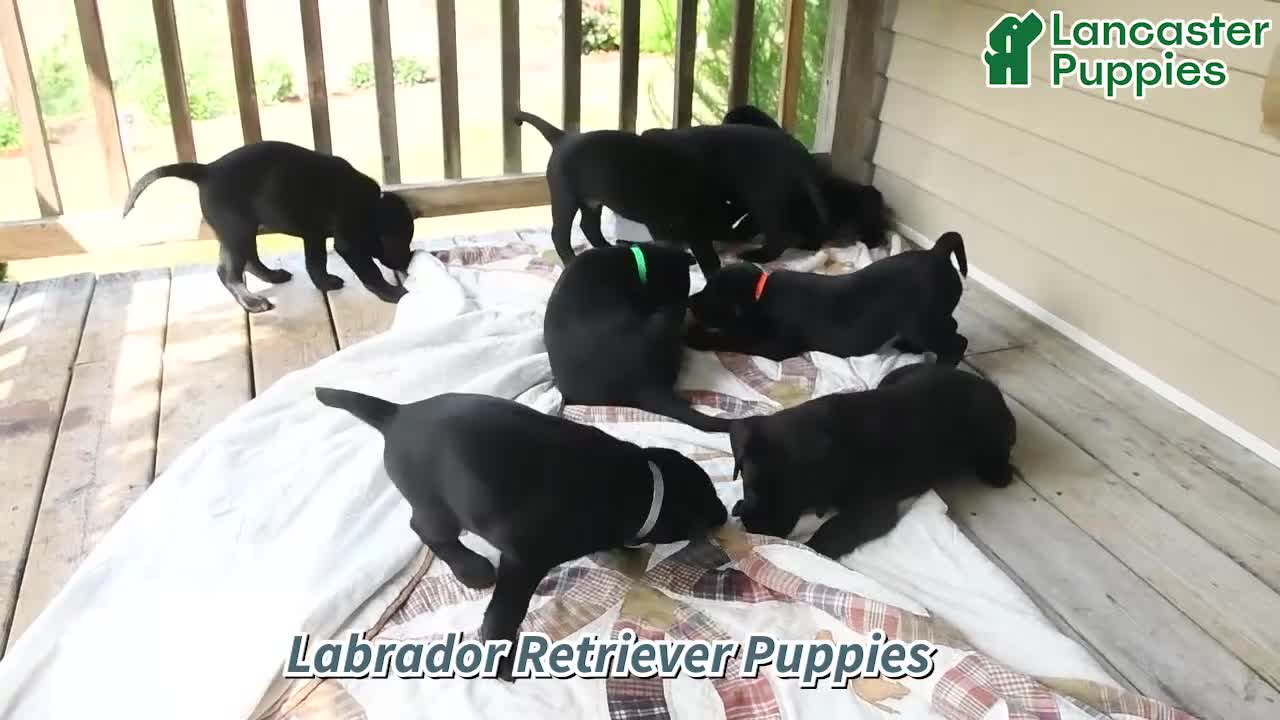 Labrador Retriever dogs for sale: Kory - Video 1