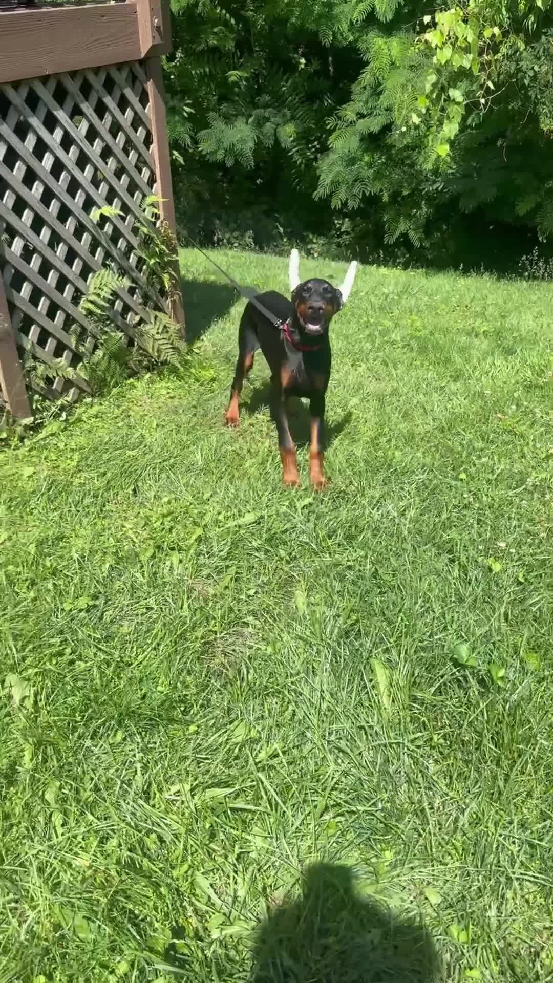 Doberman Pinscher dogs for sale: Bruce  - Video 1