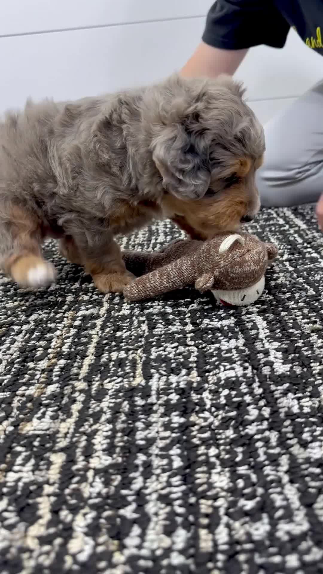 Mini Goldendoodle dogs for sale: Cash 🧸❤️ - Video 1