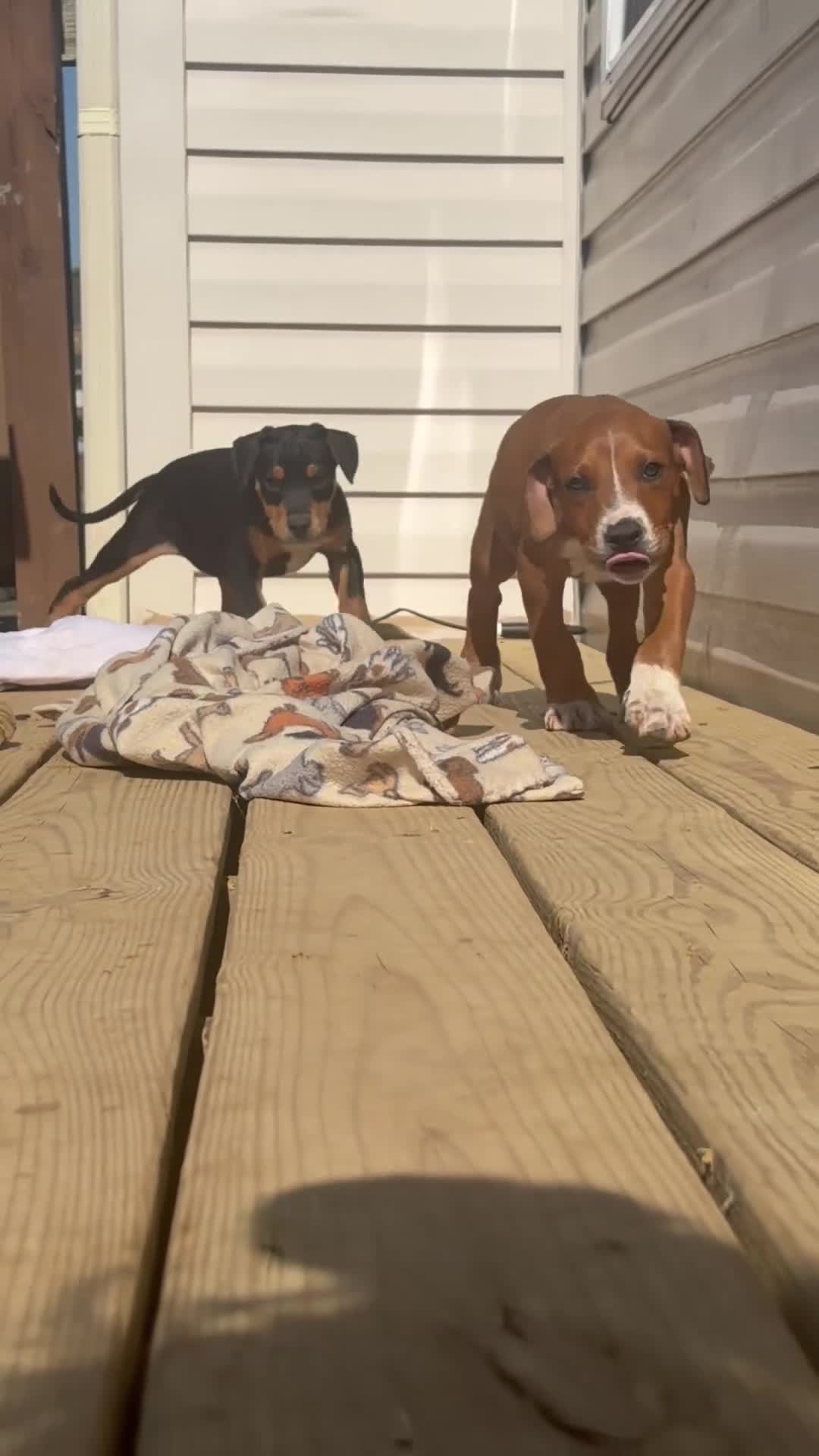 Mixed Breed dogs for sale: EJ - Video 2