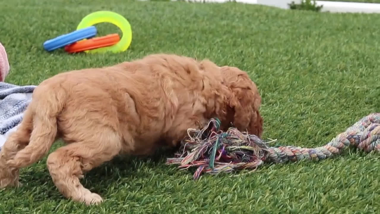 Mini Goldendoodle dogs for sale: Tigger - Video 6