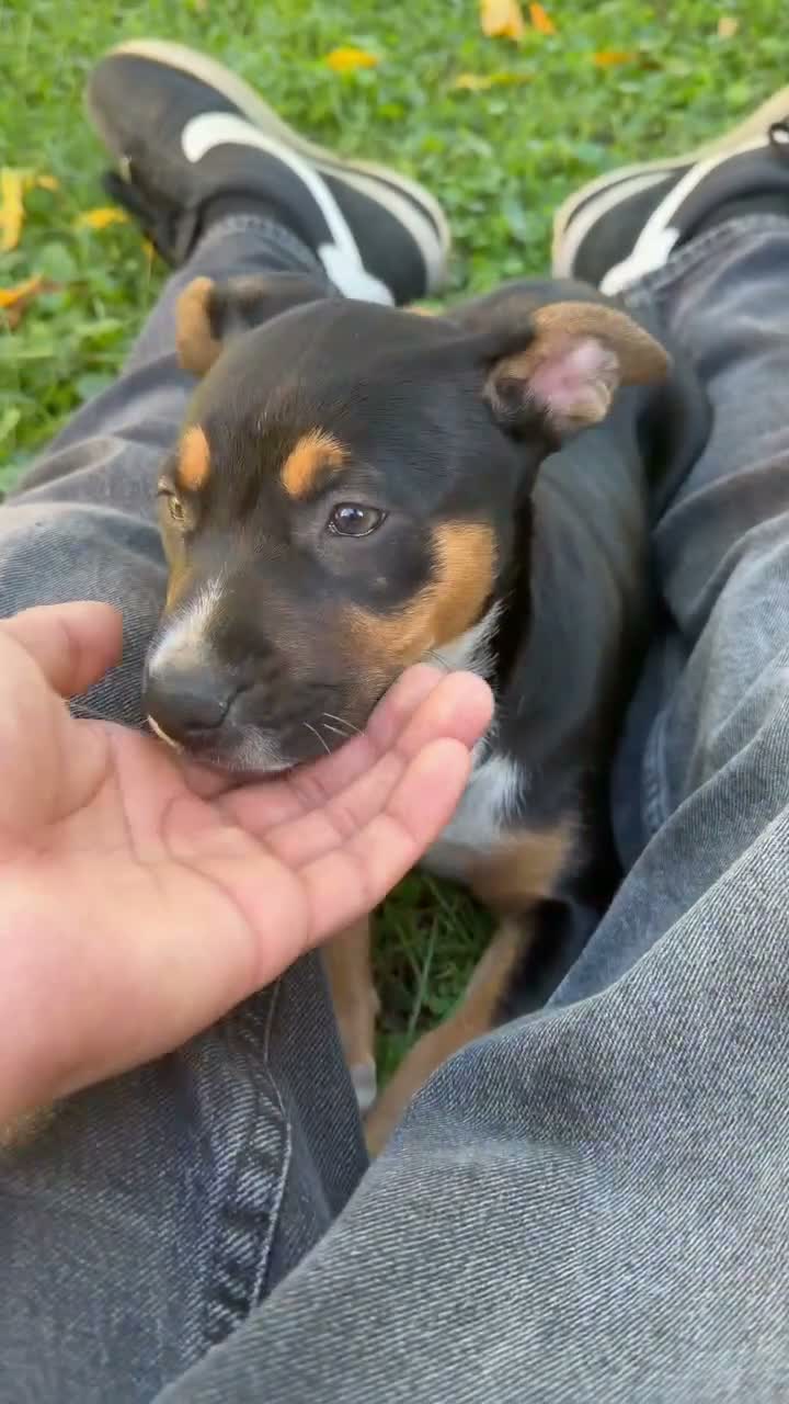 American Staffordshire Terrier dogs for sale: American Staffordshire Terrier 1 - Video 1