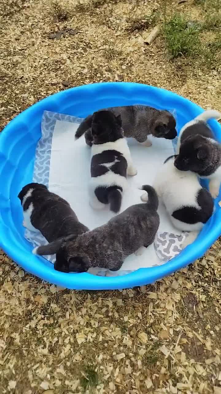 Akita dogs for sale: Akita female #3 - Video 1