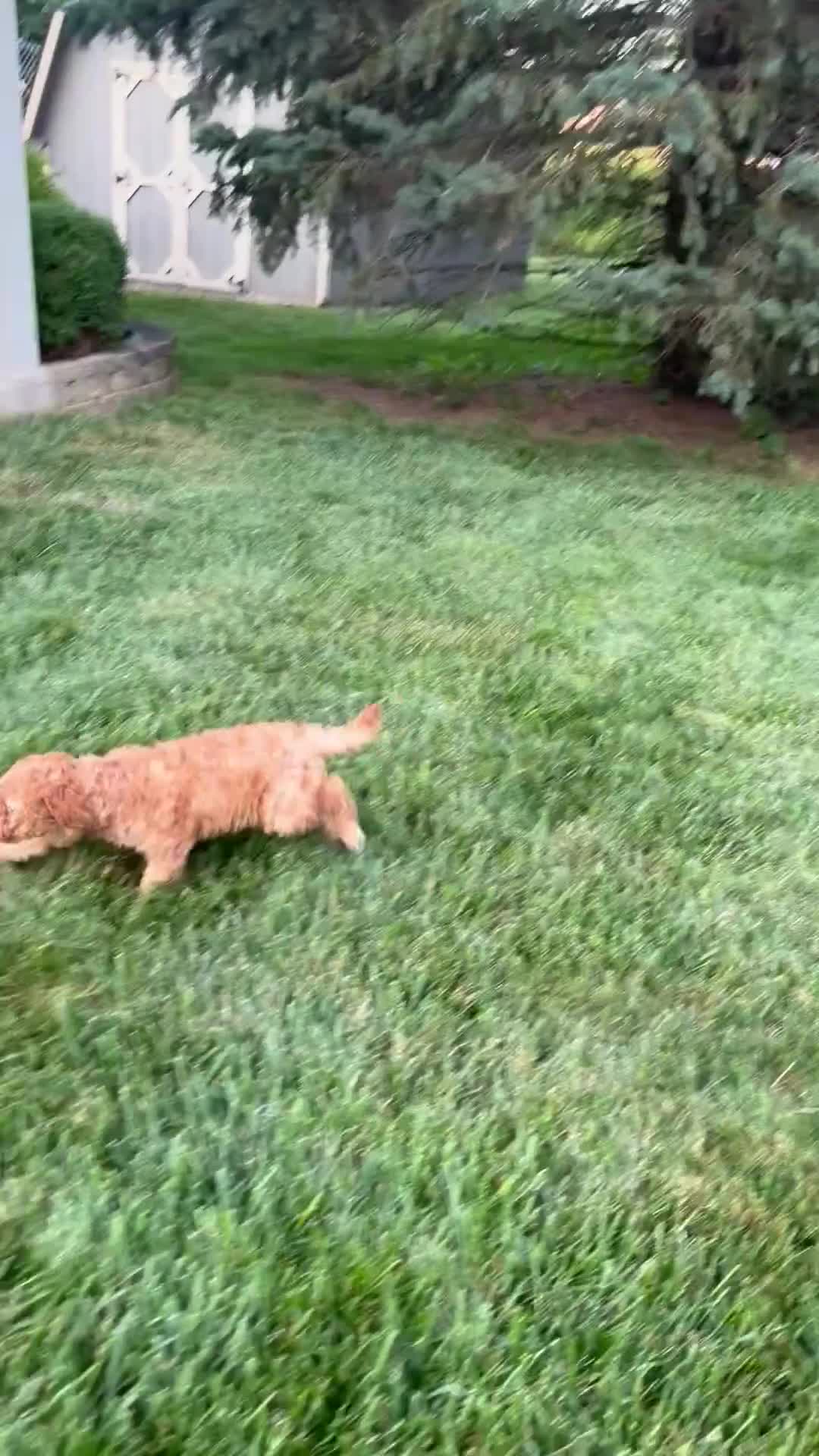 Mini Goldendoodle dogs for sale: Dina - Video 1