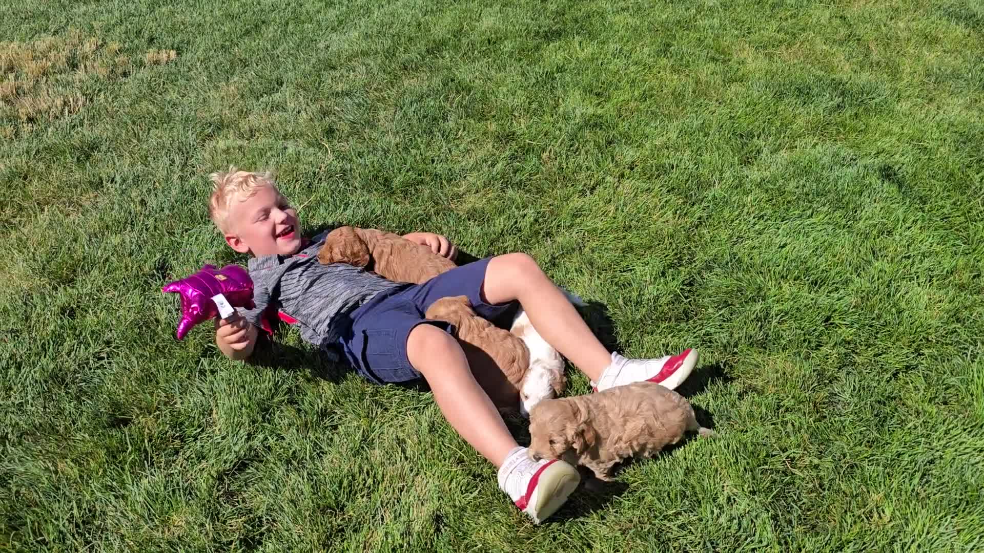 Goldendoodle dogs for sale: Molly - Video 1