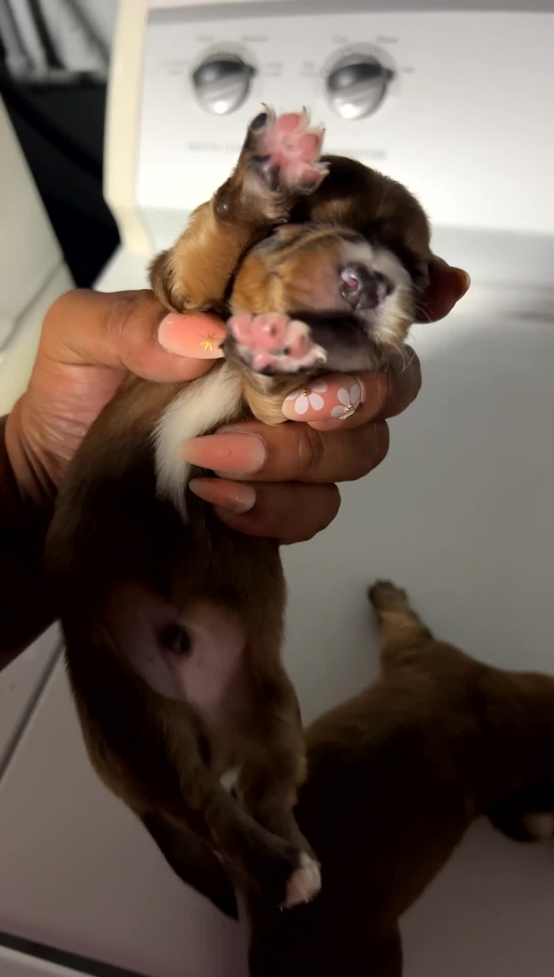 Mixed Breed dogs for sale: Wonder biscuit 🐶 🍞  - Video 3