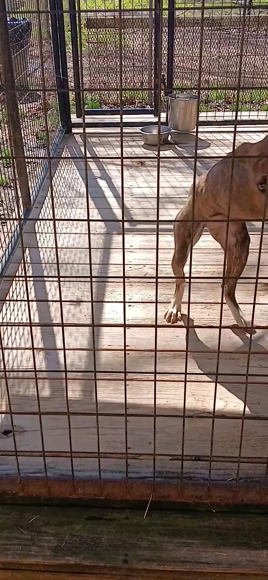 American Pit Bull Terrier dogs for sale: American Pit Bull Terrier Puppy 1 - Video 1