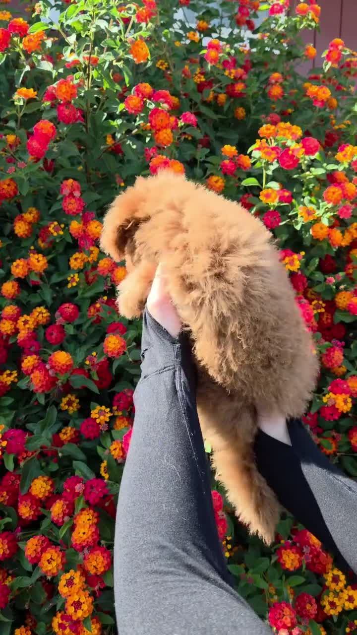 Maltipoo dogs for sale: Maltipoo - Video 1