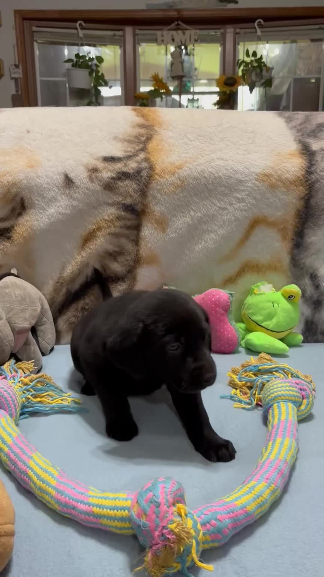 Labrador Retriever dogs for sale: Bella - Video 10