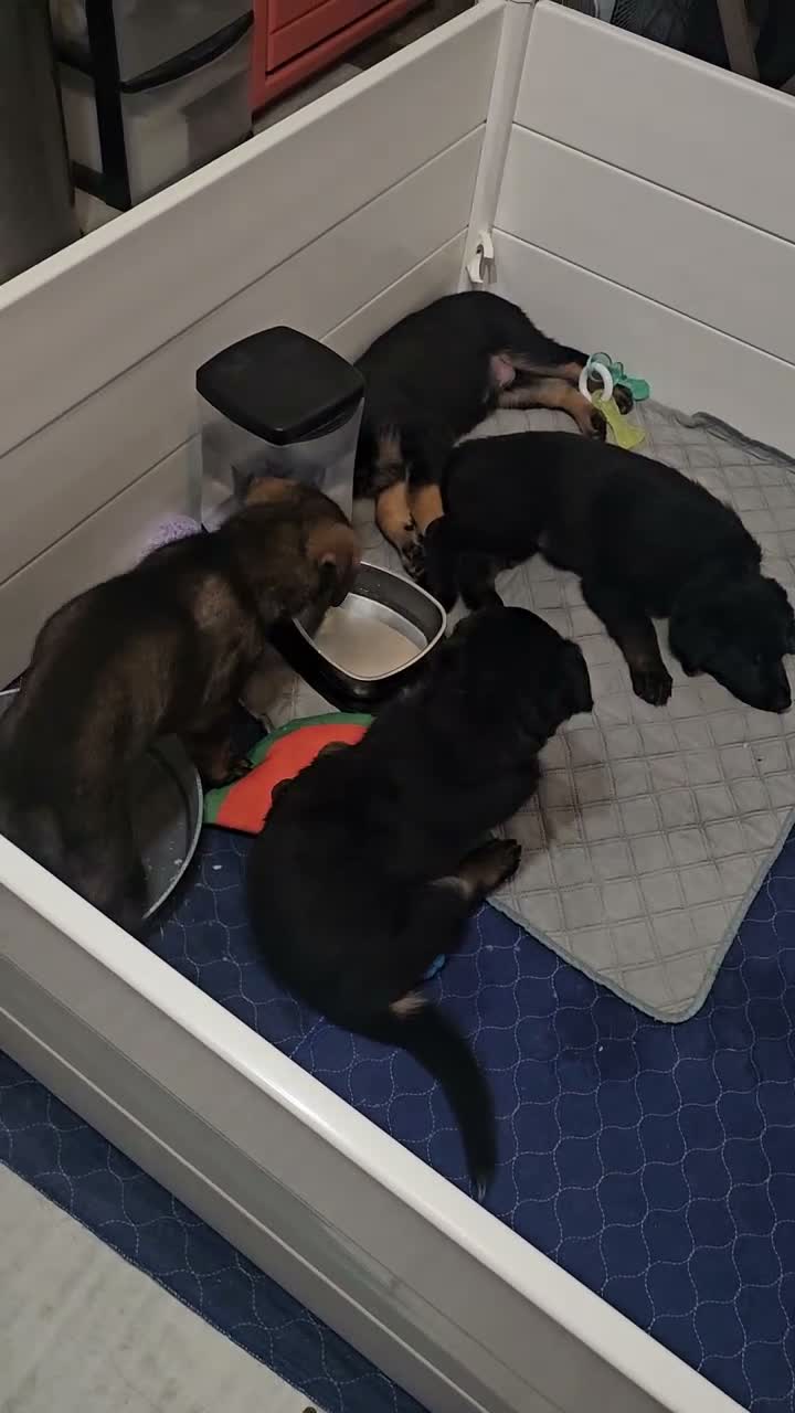 German Shepherd dogs for sale: Currently known as Pink collar - Video 1