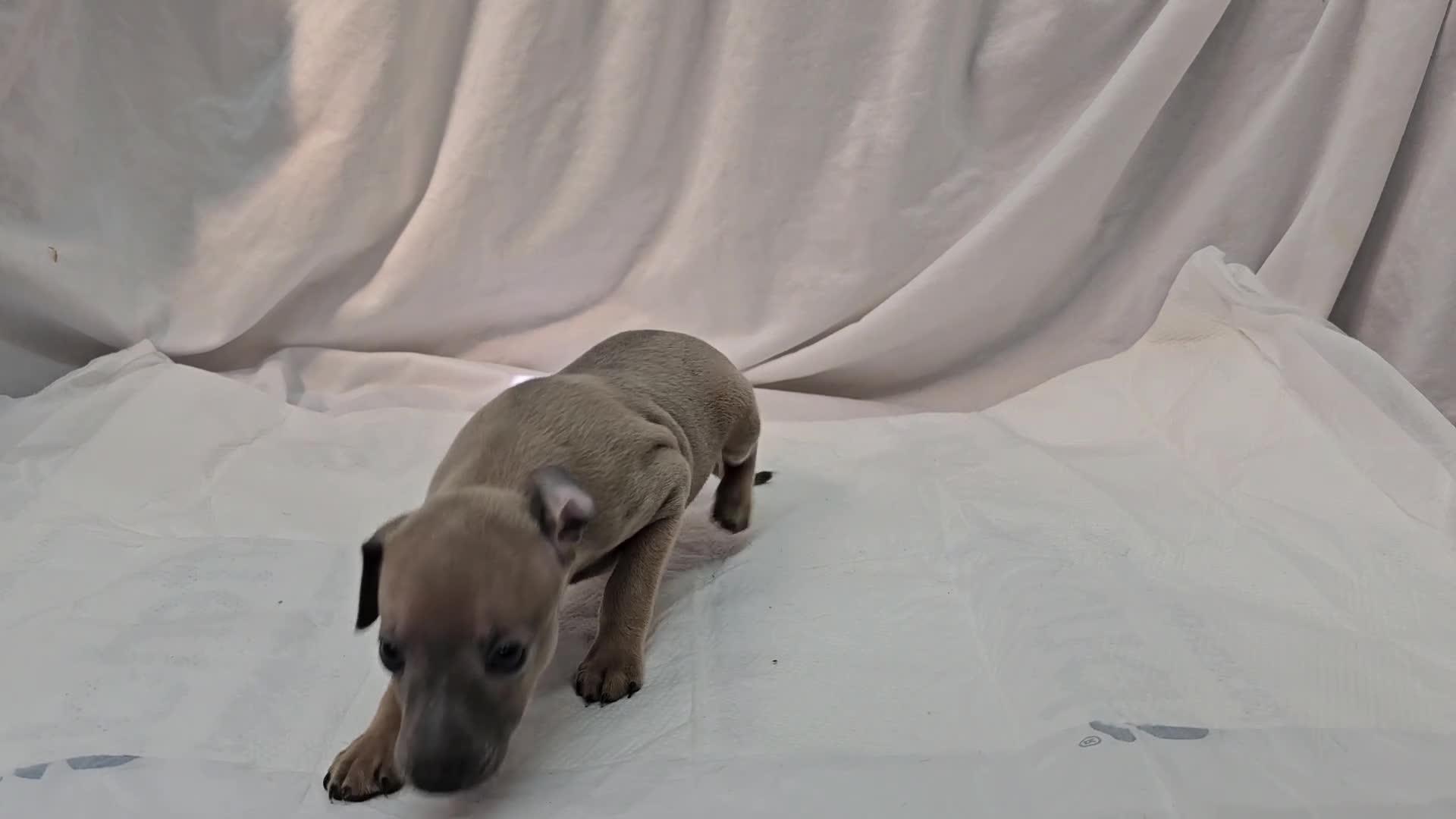 Italian Greyhound dogs for sale: Fawn Male - Aslan - Video 1