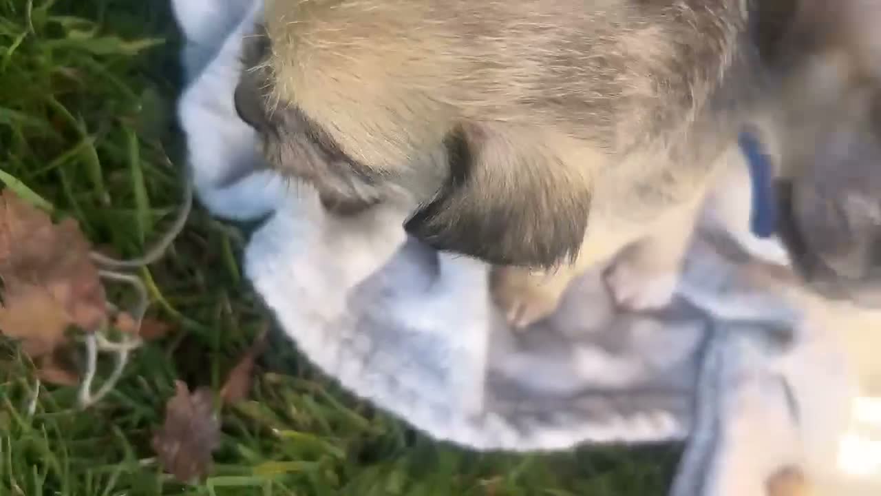 Mixed Breed dogs for sale: Blue - Video 1
