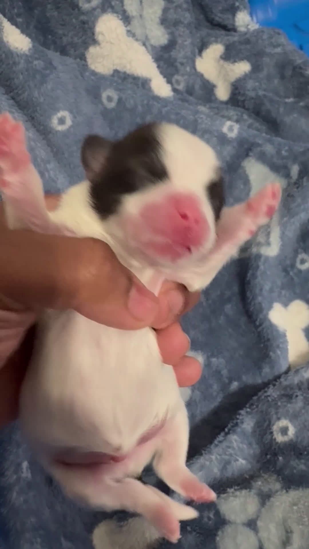 Shih Tzu dogs for sale: ACE - Video 1