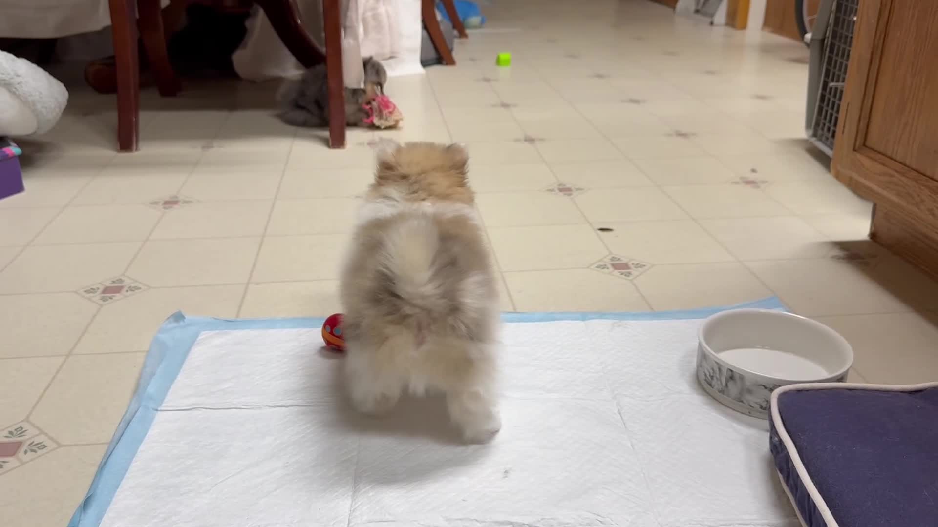 Pomeranian dogs for sale: Charlie-  Parti  Pom - Video 2