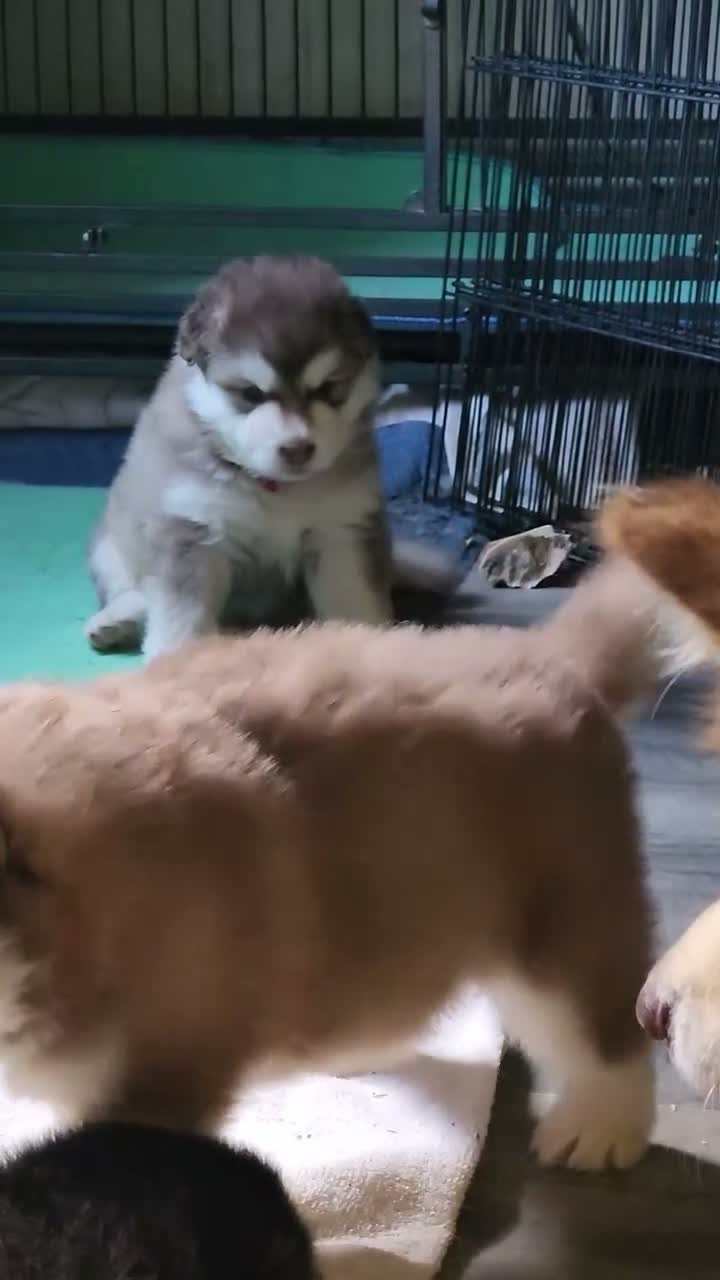 Alaskan Malamute dogs for sale: Meet Hex, she is a red white akc Alaskan malamute female. Lovable and fun to play with.  - Video 2