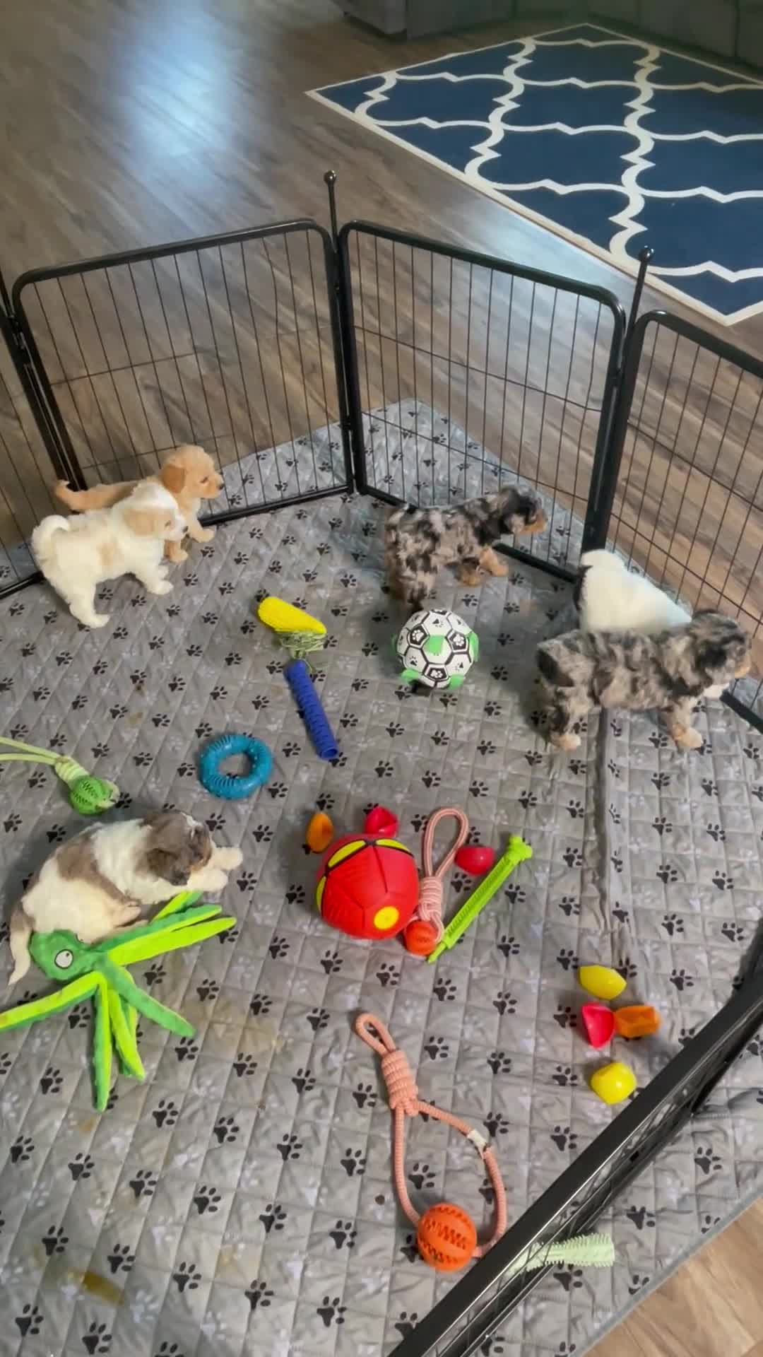 Mini Goldendoodle dogs for sale: Mr. Karl - Video 2