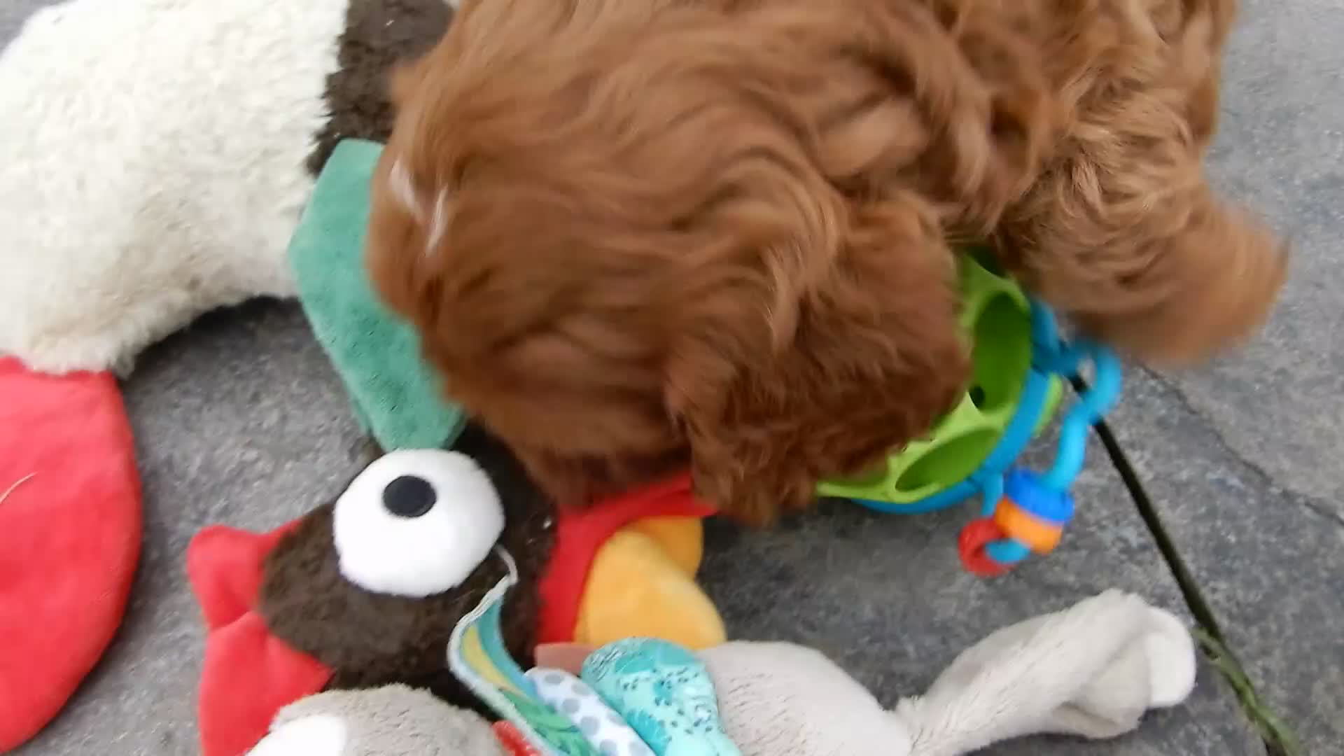 Cavapoo dogs for sale: Ginger - Video 2