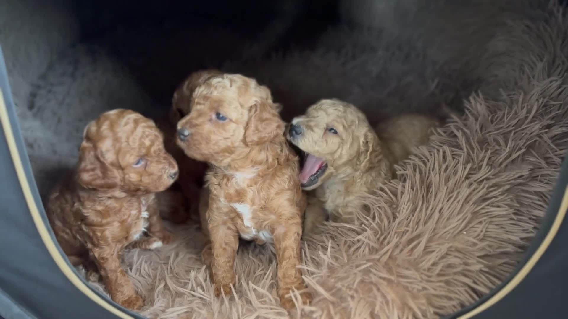 Mini Goldendoodle dogs for sale: Rory - Video 2
