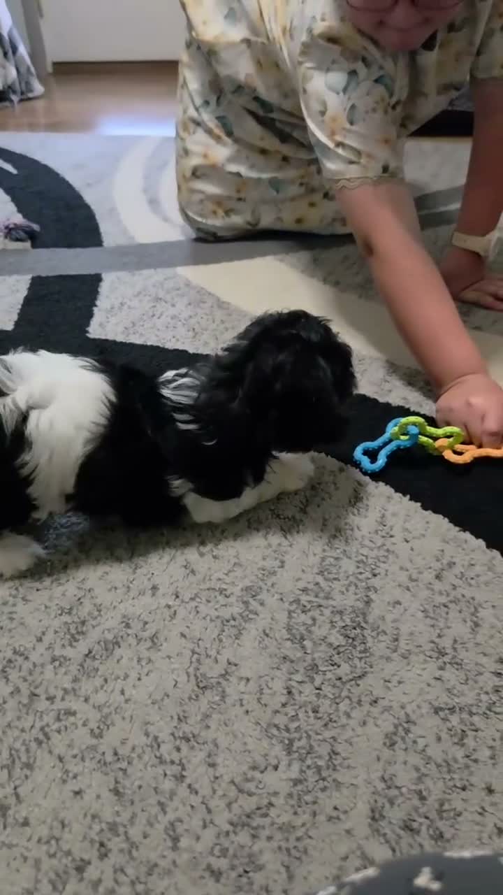 Teddy Bear dogs for sale: Shawn - Video 1