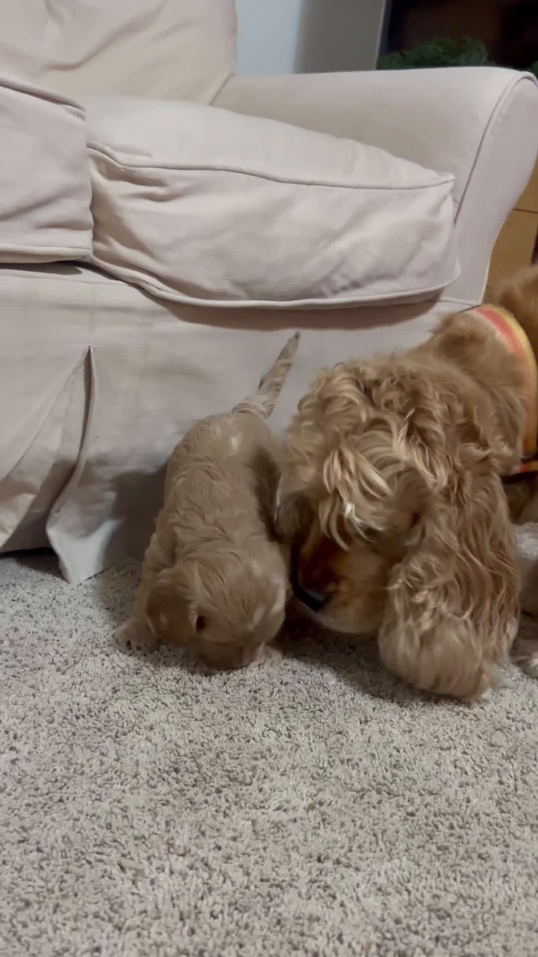 Cockapoo dogs for sale: Chip  - Video 2