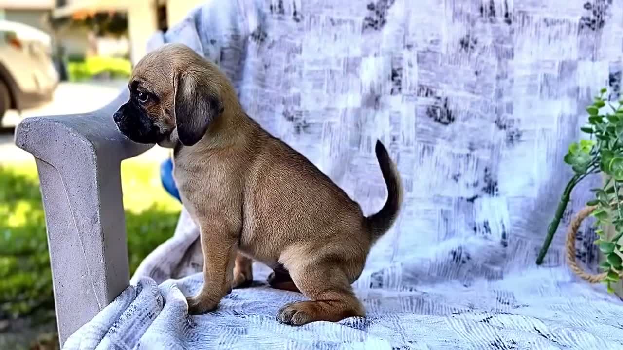 Puggle dogs for sale: Bear - Video 1
