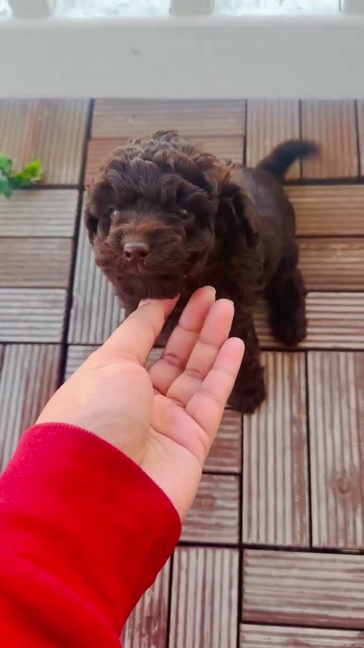 Toy Poodle dogs for sale: Toy Poodle 2 - Video 1