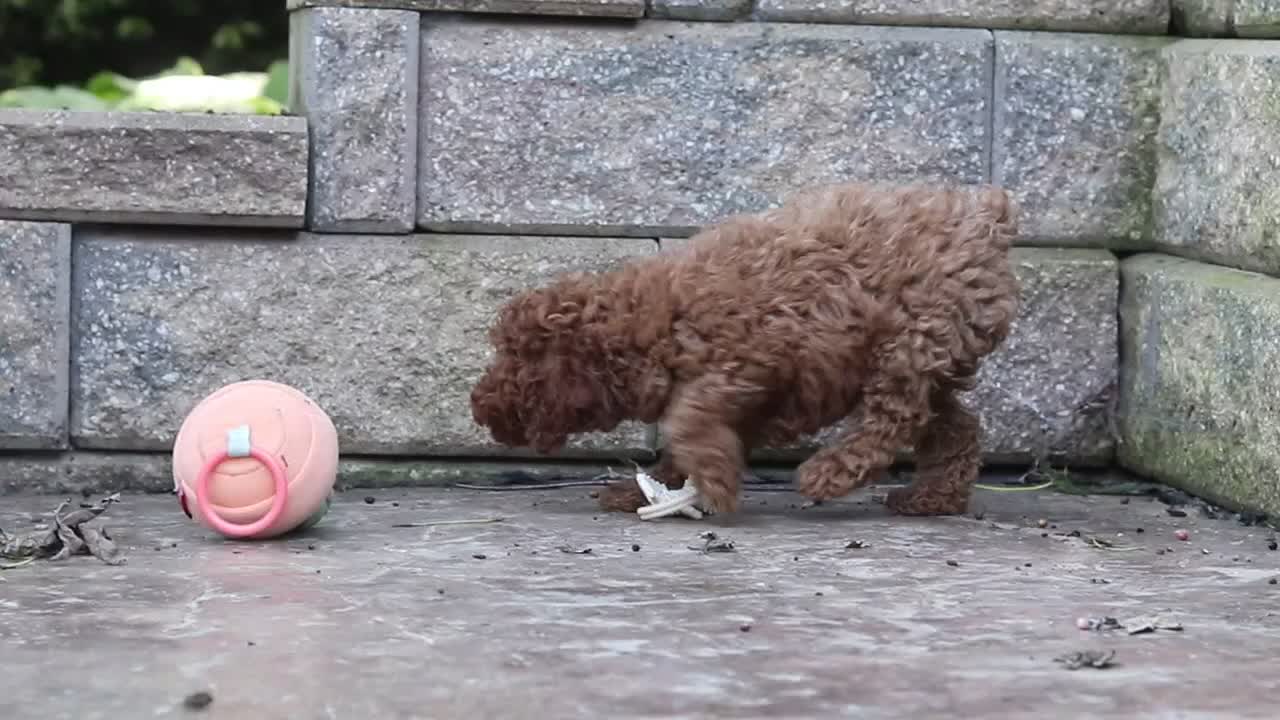 Miniature Poodle dogs for sale: Adam - Video 2