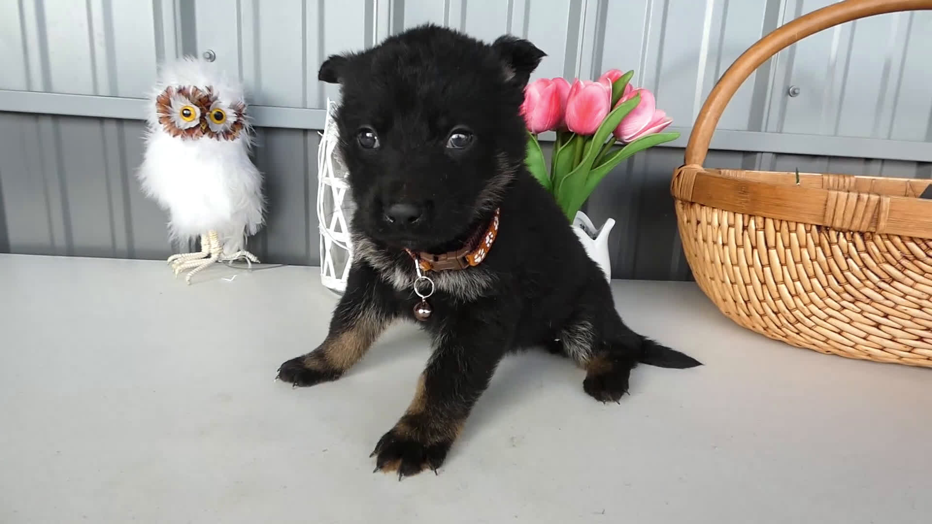 German Shepherd dogs for sale: German Shepherd Puppy 7 Rye - Video 1