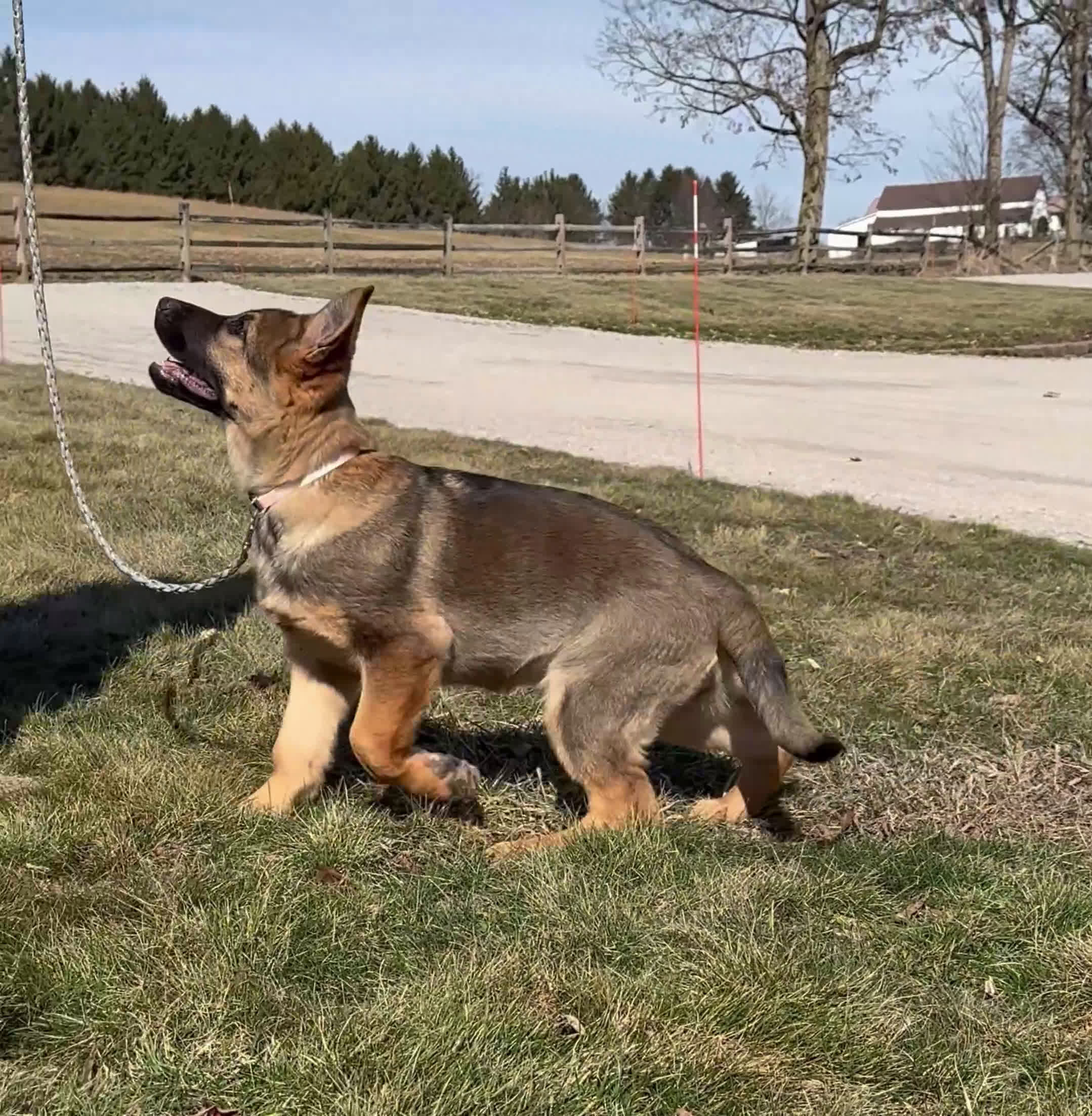 German Shepherd dogs for sale: Oakley - Video 1