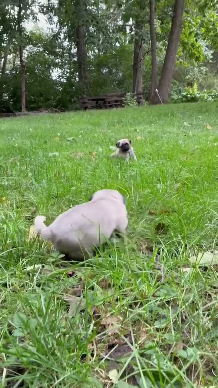 Pug dogs for sale: Remmy - Video 1