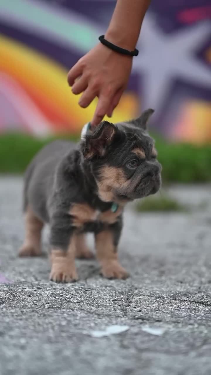 French Bulldog dogs for sale: Zena Lilac Tan Big Rope Fluffy French Bulldog Puppy - Video 1