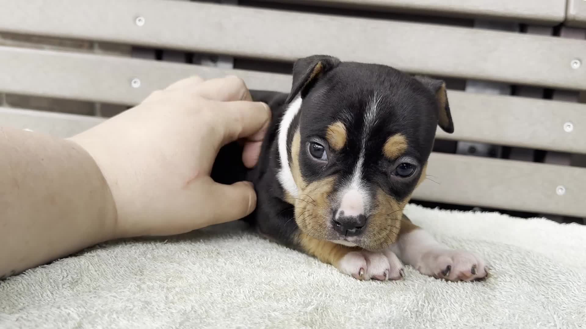 American Bully dogs for sale: Gemma - Video 1