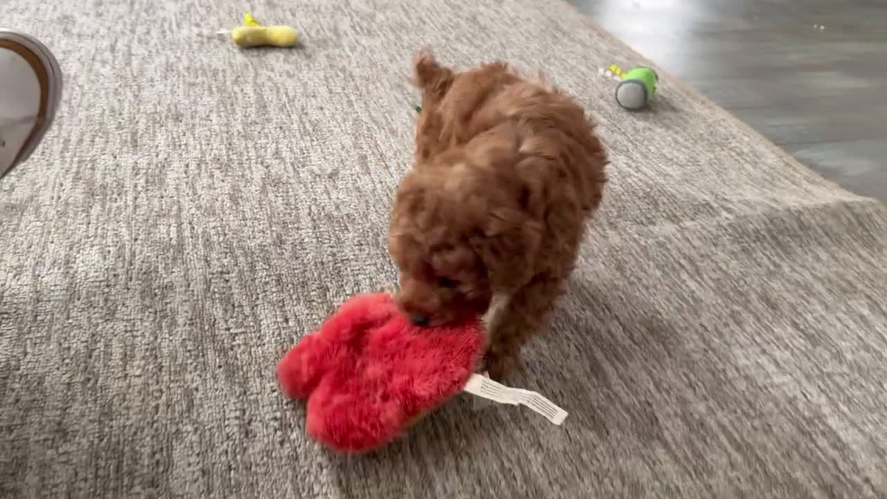 Toy Poodle dogs for sale: Valor - Video 1