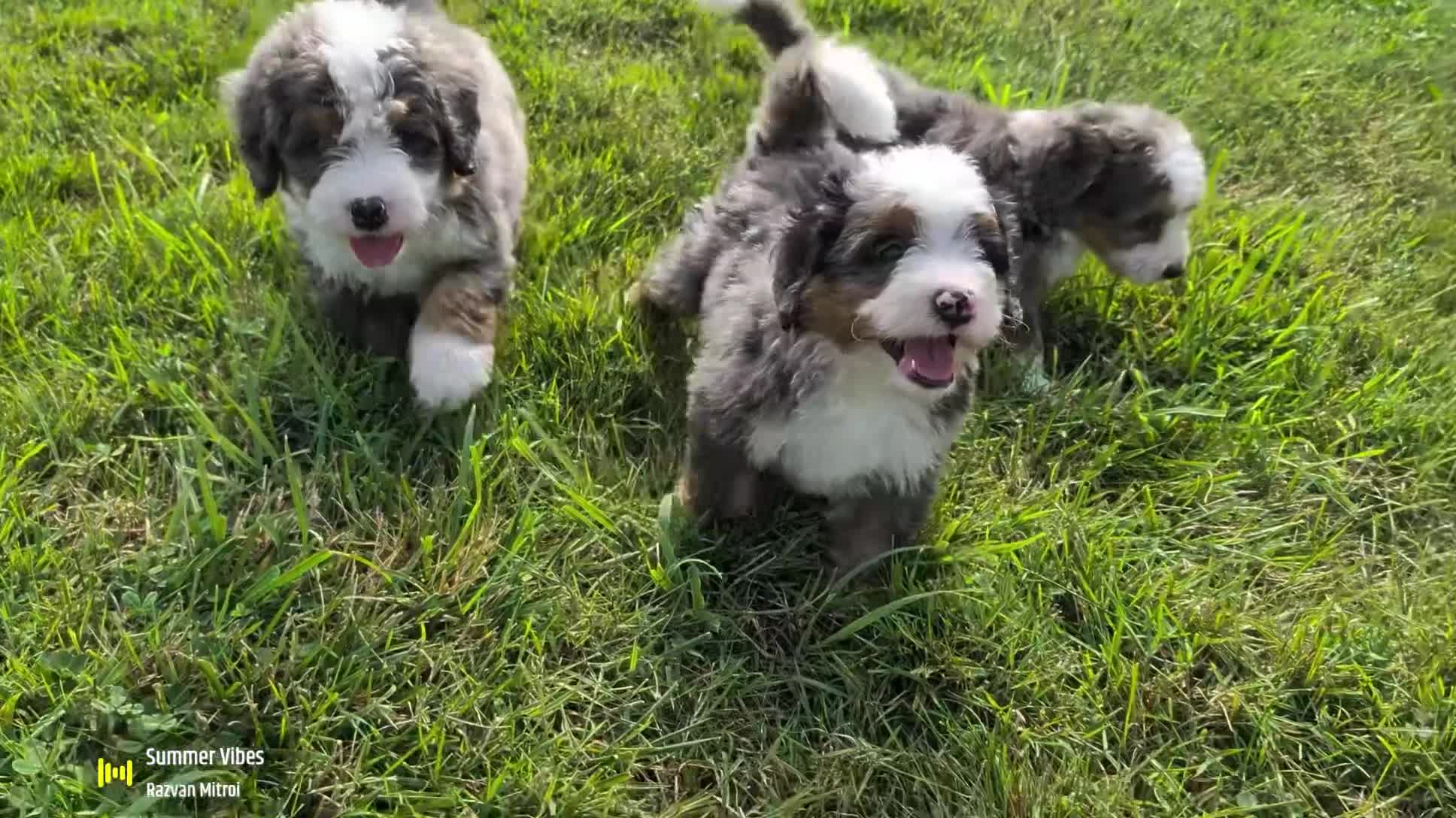 Mini Bernedoodle dogs for sale: Mini Daisy  - Video 2