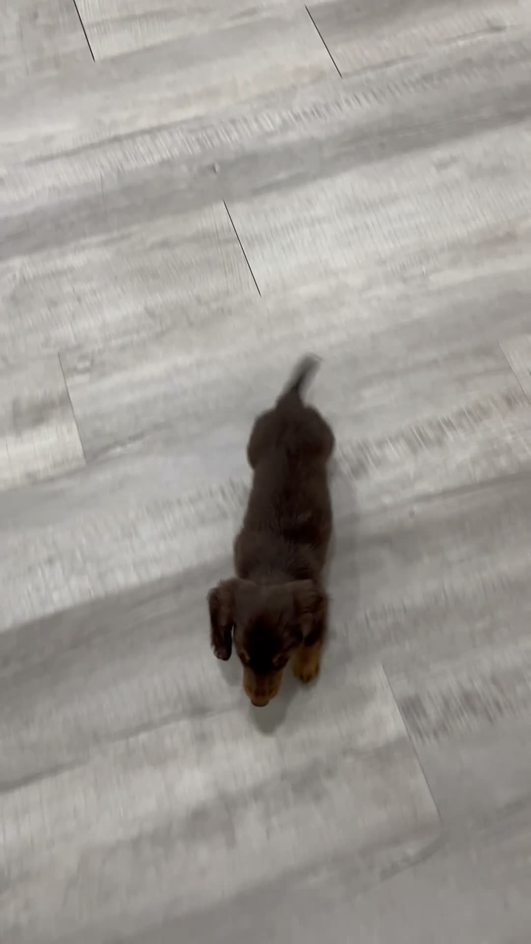 Miniature Dachshund dogs for sale: Latte - Video 1