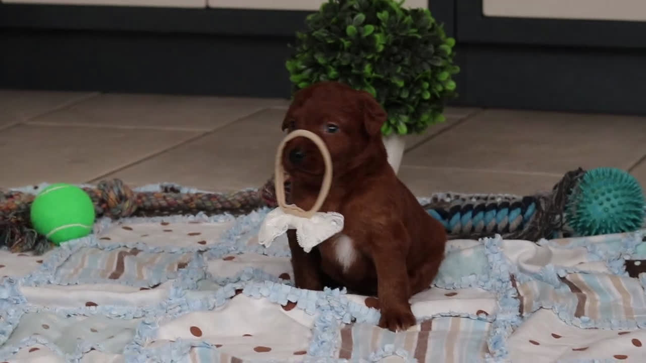 Labradoodle dogs for sale: Sasha - Video 1