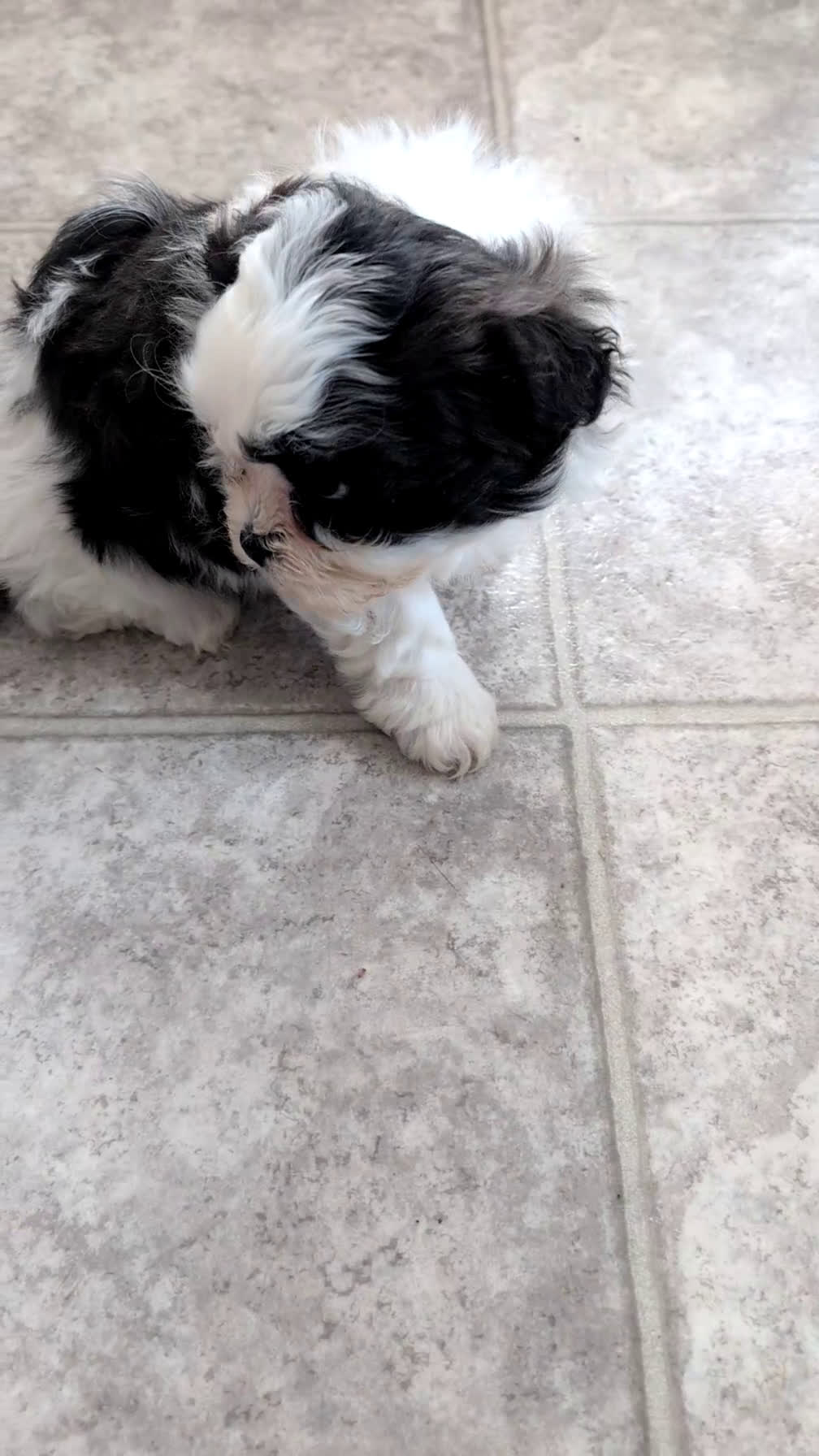 Teddy Bear dogs for sale: Izzy - Video 1