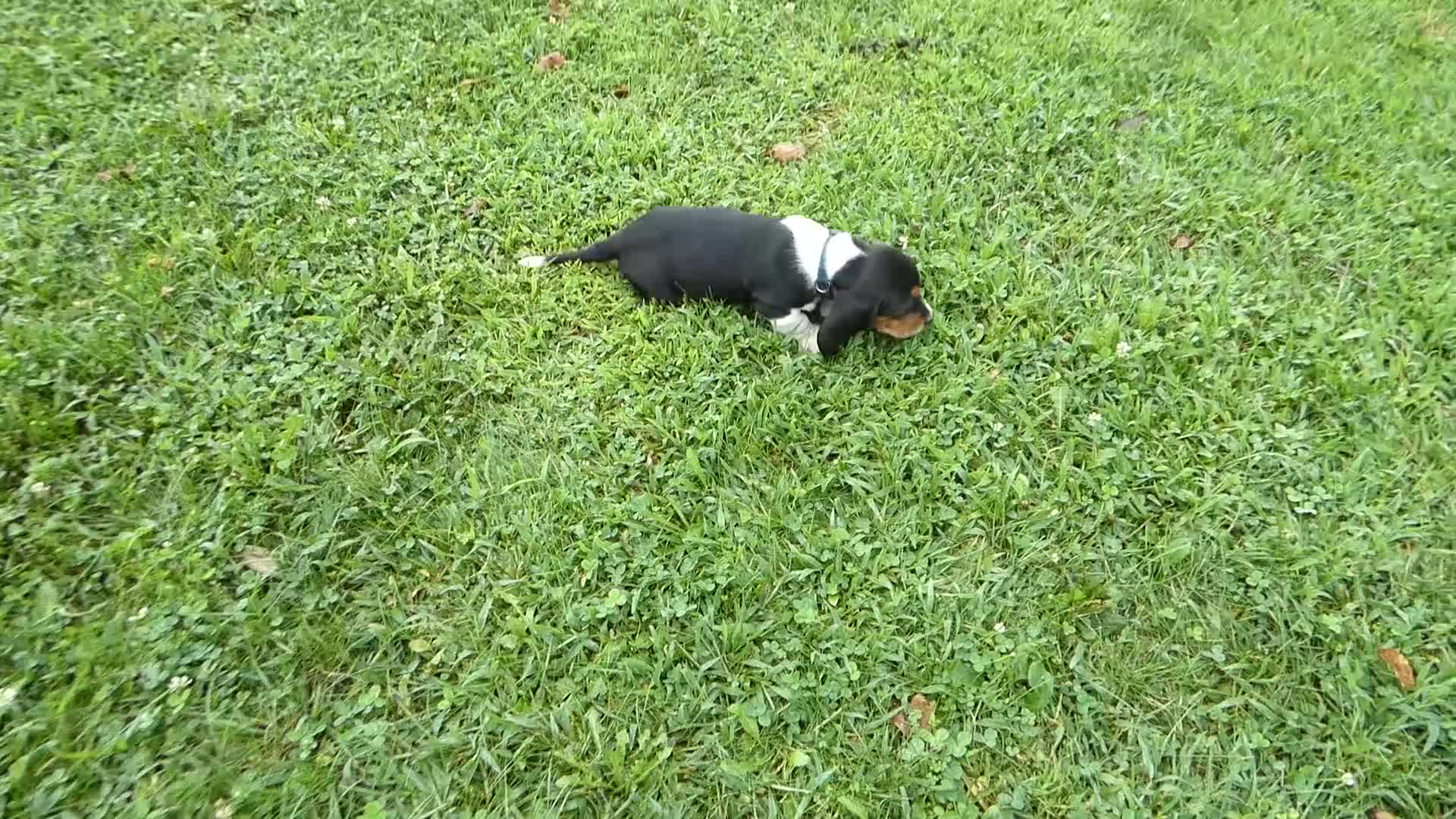 Basset Hound dogs for sale: Basset Hound 3 Kingston - Video 1